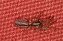 Segestria_senoculata_D6161_Z_88_Les Gris_Frankrijk